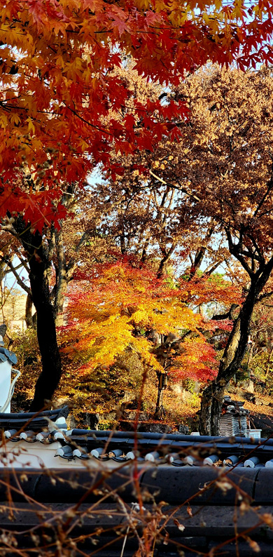서울 성북동 길상사 경내의 단풍나무가  햇살을 받아 황금빛과 붉은빛으로 반짝이고 있다. 느티나무 고목의 갈색 잎과 대조를 보인다.
