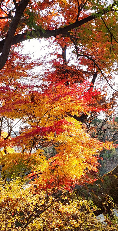 성북동 길상사 정문을 들어서면  한 그루에 붉은색과 노란색이 함께 피는 단풍나무가 눈길을 끈다.