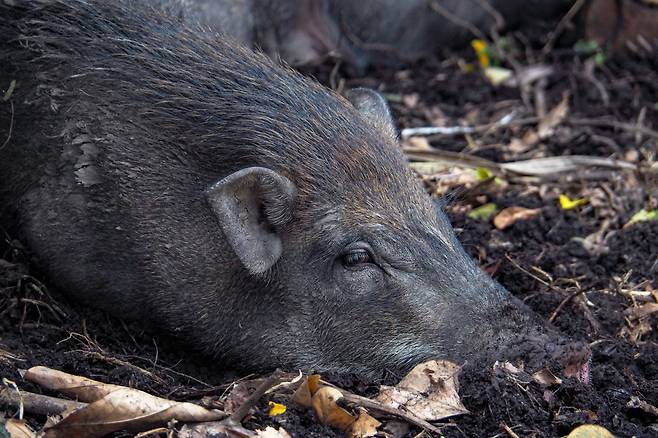 멧돼지 이미지. 게티이미지뱅크.