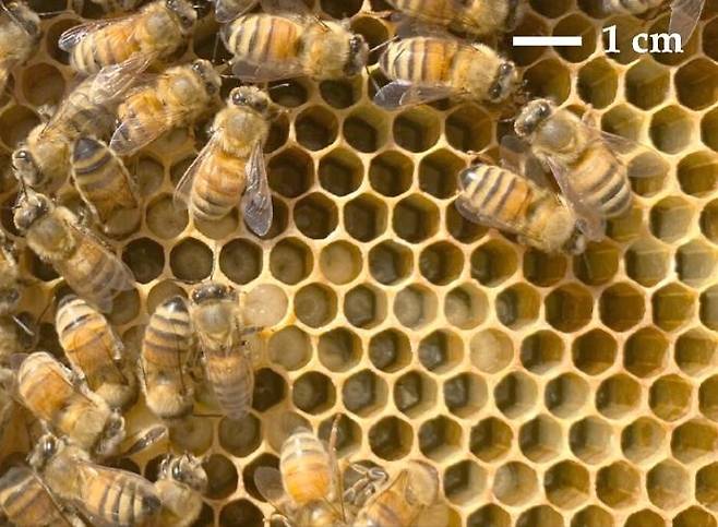꿀벌 집의 정교한 정육각형 방  [PNAS, Peleg et al. 제공/ 재판매 및 DB 금지] photo@yna.co.kr