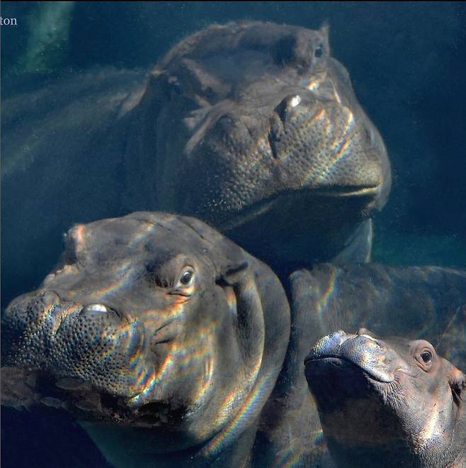 신시내티 동물원의 터줏대감인 암컷 비비(가운데)가 자기 배로 낳은 씨다른 남매 피오나(왼쪽)와 프리츠(오른쪽)와 즐거운 수중시간을 보내고 있다. /신시내티 동물원