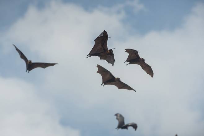 박쥐는 특유의 성대 구조를 이용해 저주파부터 고주파까지 7옥타브의 소리를 낼 수 있다는 사실이 밝혀졌다. 게티이미지뱅크