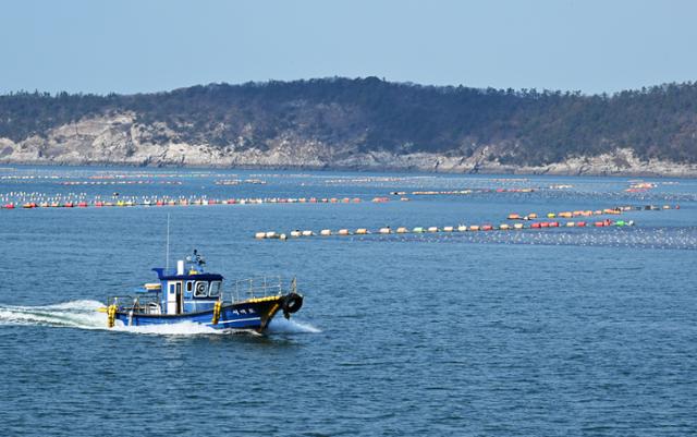 지난달 15일 군산 선유도 앞바다에 설치된 김 양식장 앞으로 어선이 지나고 있다. 군산=홍인기 기자