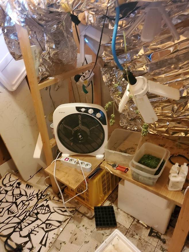 미국 국적 가수인 C씨의 주거지에서 발견된 대마 및 재배장비. 사진 서울중앙지검