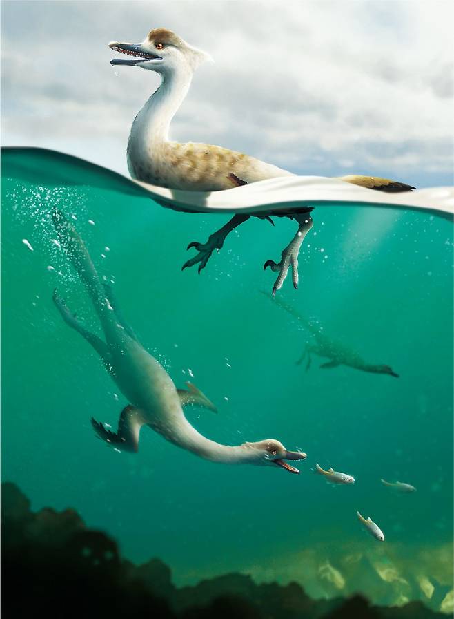 나토베나토르 공룡이 잠수를 하며 물고기를 사냥하는 모습의 상상도. 오늘날 펭귄이나 바다쇠오리처럼 몸이 유선형이어서 잠수를 할 때 물 저항을 덜 받았을 것으로 추정된다./Yusik Choi.