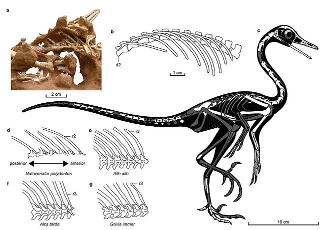 나토베나토르 공룡의 갈비뼈 화석(a)을 토대로 복원한 형태(b,c). 오늘날 잠수를 하는 새들의 갈비뼈(e,f,g)처럼 나토베나토르의 갈비뼈도 꼬리 쪽으로 누워 몸이 유선형으로 될 수 있었다(d)./Communications Biology