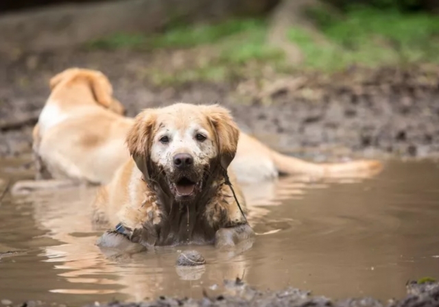 개들 중에는 다른 동물의 배설물, 진흙을 온몸에 바르는 것을 좋아하는 경우가 있다. 이는 자신의 체취를 감추는 사냥개의 습성이다.