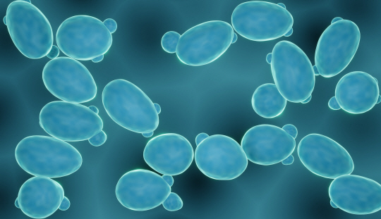 효모균 효모균이 싹을 틔우고 있는 모습을 현미경으로 촬영한 사진. 게티이미지