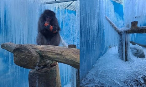 얼음으로 가득 찬 우리에서 봉사자가 준 당근을 먹고 있는 원숭이. (사진=비글구조네트워크 인스타그램)