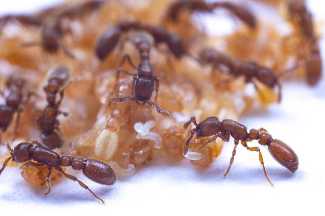 애벌레와 번데기를 돌보는 복제 침입종 개미 무리. 오른쪽 개미가 갓 태어난 애벌레를 번데기 위에 올려 분비물을 먹도록 하고 있다. 다니엘 크로나우어 제공.