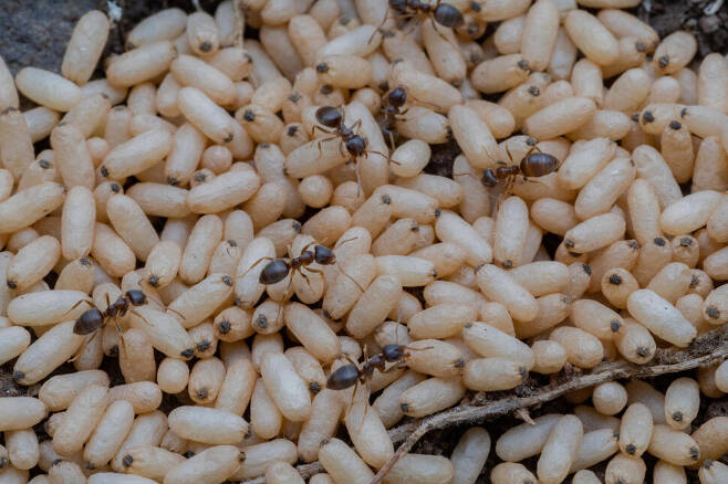 개미는 늘 번데기와 애벌레를 돌보고 움직이느라 바쁘다. 이 과정에서 번데기의 분비물을 즉시 제거하는 사실은 이제까지 밝혀지지 않았다. 다니엘 크로나우어 제공.