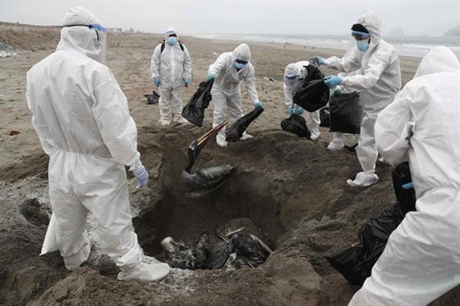 사진=페루 위생 당국이 해변에서 죽은 펠리컨들이 수습하고 있다