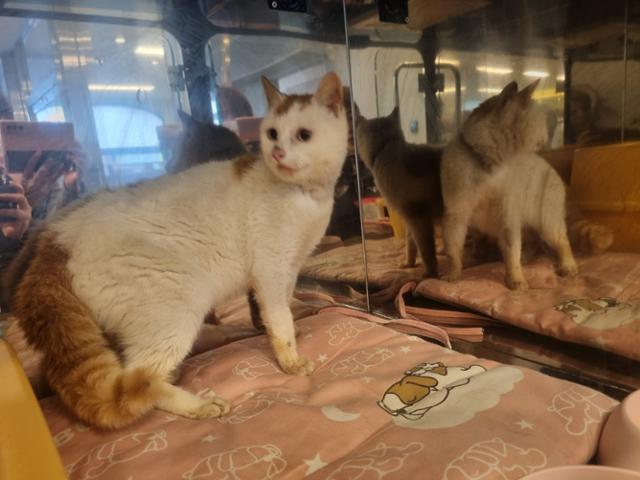 전북 부안군 동진면 고마제 저수지 인근 한 식당에서 벌어진 투견 도박 현장에서 구조된 고양이. 비글구조네트워크 제공