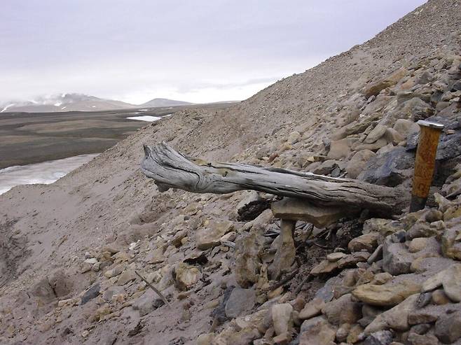 동토 지대에서 화석은 드물게 발견된다. 200만년 된 잎갈나무 화석. 과거 숲이 존재했음을 보여준다. 스벤트 푼더 제공.