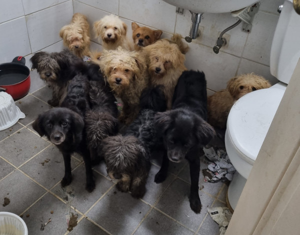구조 당시 지저분한 아파트 화장실에 옹기종기 모여 있는 강아지들. 제보자 제공