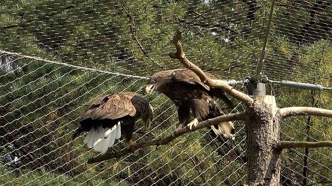 흰꼬리수리 '번개'(왼쪽)와 '검진'(오른쪽). 왕준열PD