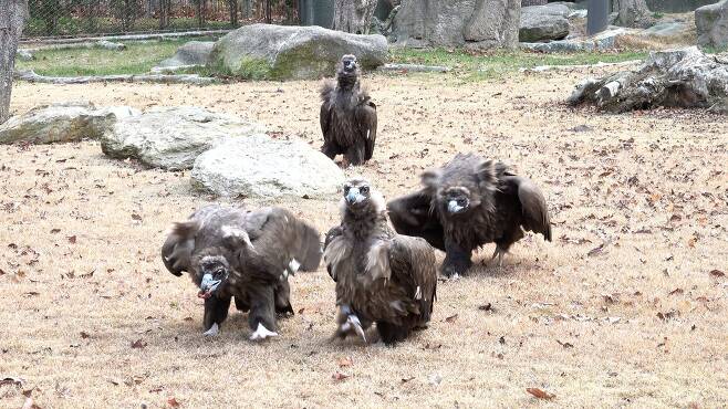 서울대공원 동물원에 사는 독수리 4마리. 독수리와 흰꼬리수리는 다르다. 왕준열PD