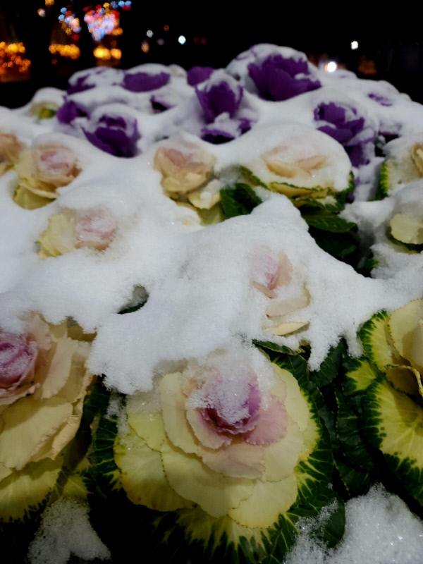 12월16일 서울 용산 국방부 영내 눈 맞은 꽃양배추.