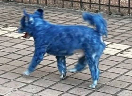대만 거리에서 발견된 온몸이 파란색으로 염색된 강아지. 사진 대만 배우 진관림 페이스북 캡처