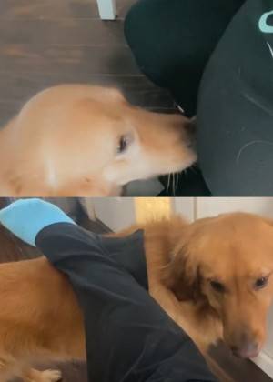 브리트니 웰시는 임신 중 반려견 ‘찰리’가 계속해서 그의 배 냄새를 맡고 다리를 들어 올리는 행동을 반복했다고 말했다./사진=브리트니 웰시 틱톡 캡처