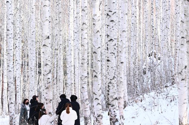 강원 인제군 원대리 자작나무숲을 찾은 관광객들이 눈 내린 겨울 풍경을 즐기고 있다.