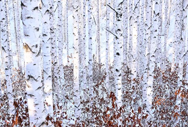 순백색의 자작나무 숲이 하얀 눈과 남아있던 낙엽의 색깔과 어우러져 새하얀 도화지 위에 그려놓은 추상화 보는듯하다.