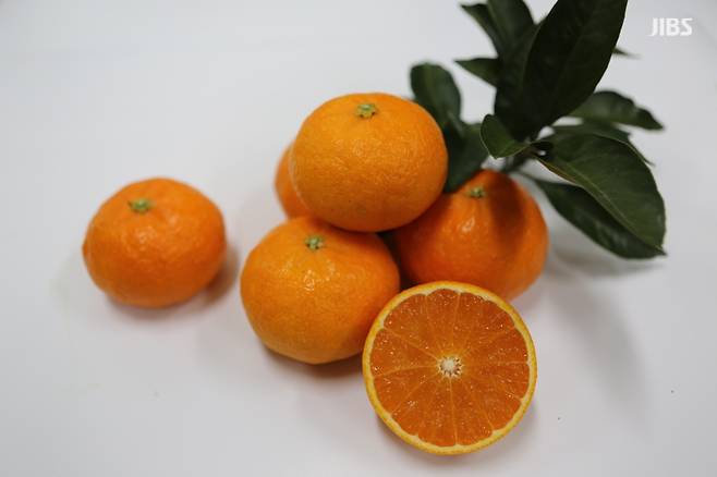 신품종 감귤 '달코미'(제주자치도 농업기술원 제공)