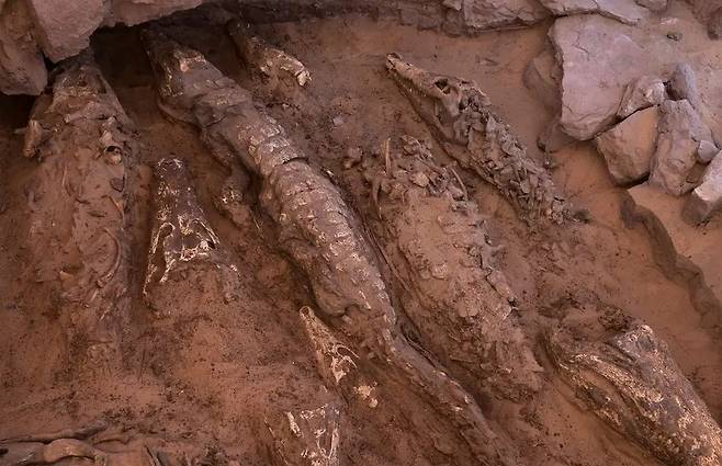 쿠베트 엘-하와의 무덤에서 발견된 미라 악어들의 모습