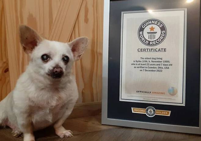 '세계에서 현존하는 가장 오래 산 개'로 기네스북에 오른 23살의 치와와 스파이크. (사진=영국 메트로)
