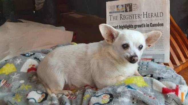 현존하는 세계 최고의 고령견 스파이크. 사람 나이로 치면 무려 130살에 이른다. (사진=영국 메트로)