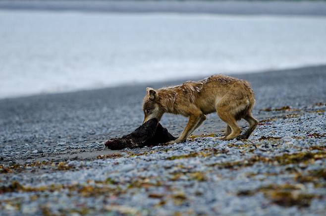 사냥한 해달을 육지로 옮기는 알래스카 알렉산더 제도의 플레즌트 섬 늑대. 2013년 이 섬으로 찾아온 한 쌍의 늑대가 해달을 사냥하며 13마리를 유지하고 있다. 알래스카 어류 및 야생동물국 제공.