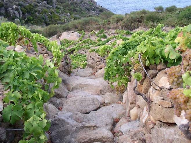 질리오 섬 포도밭