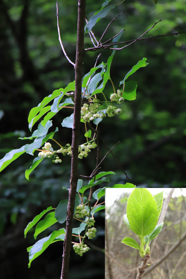 다래는 한반도 전역에 사는 덩굴나무다. 봄에 나오는 새잎을 ‘다래순’이라고 하며 묵나물로 먹는다. 이하 사진은 허태임 작가 제공