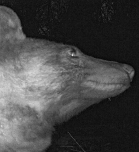 ‘셀카’ 삼매경에 빠진 곰. 볼더산간녹지공원 트위터 캡처