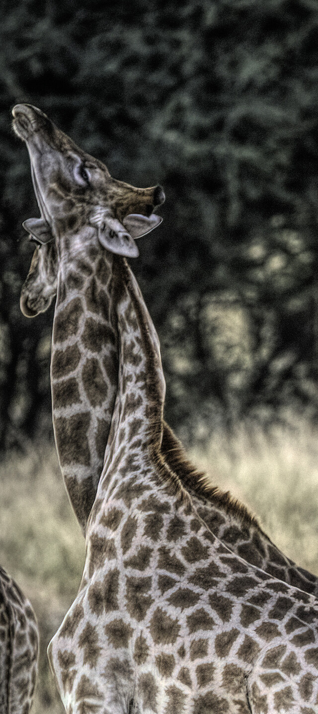 수컷과 암컷 기린이 서로의 목을 감싸며 구애하고 있다. ⓒ Caitlin O’Connell & Timothy Rodwell, 현대지성 제공