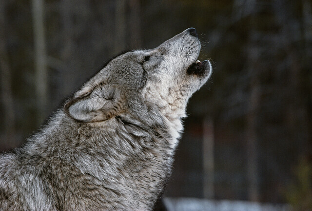 미국 알래스카 국립공원의 늑대 무리 중 한 마리가 우두머리였던 형제를 잃고 울부짖고 있다. 이 늑대는 2주 동안 날마다 울었다고 한다. ⓒ Caitlin O’Connell & Timothy Rodwell, 현대지성 제공