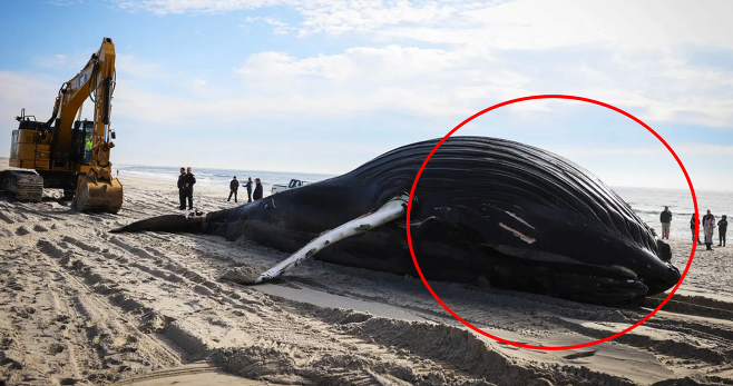 지난달 30일 미국 롱아일랜드 중서부 헴스테드에 있는 해변 공원에 거대한 혹등고래 사체가 발견됐다. 로이터 연합뉴스