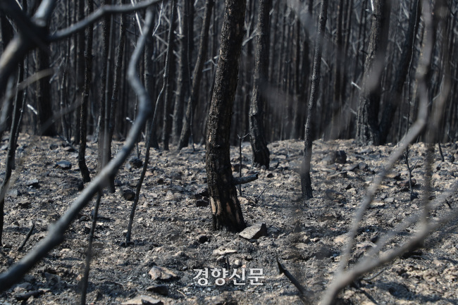 경북 울진군 도화동산이 산불 피해로 지난해 3월 2일 그을려 있다. 한수빈 기자