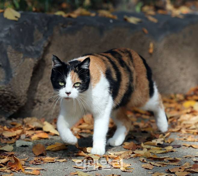 완연한 가을날 서울 용산구 효창공원에서 길고양이가 낙엽을 밟으며 지나고 있는 모습(사진=이데일리 노진환 기자)
