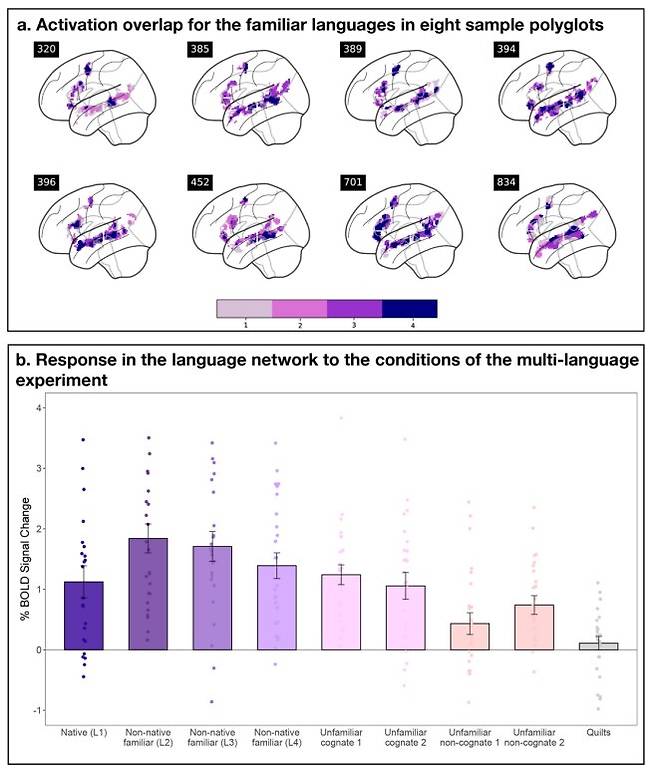 다개국어 구사자들에게 8개 언어를 들려줬을 때 뇌 혈류 반응을 기능적자기공명영상(fMRI)으로 촬영한 결과를 나타낸 표. 위쪽은 언어 종류에 관계 없이 뇌의 같은 부위가 활성화되는 것을 보여준다. 아래쪽은 언어 종류에 따라 뇌 활성화 정도가 달라지는 것을 보여준다.