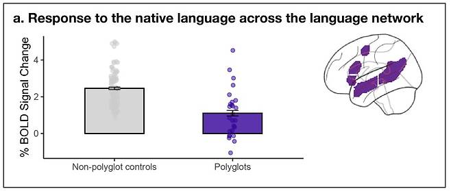 1~2가지 언어만 쓰는 사람들(회색)과 5개 이상의 언어를 쓰는 사람들(보라색)의 뇌가 각자의 모국어에 활성화되는 정도에 차이가 있음을 나타낸 표. 다개국어 구사자들은 그렇지 않은 사람들보다 모국어를 이해하는데 뇌를 덜 쓰는 것으로 나타난다.