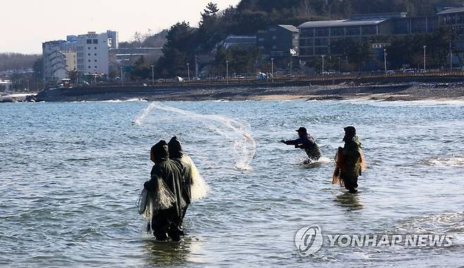 입춘 이후 낮 기온이 크게 올라간 5일 양양지역의 한 해변에서 주민들이 투망을 던지며 숭어를 잡고 있다. [사진 출처 = 연합뉴스]