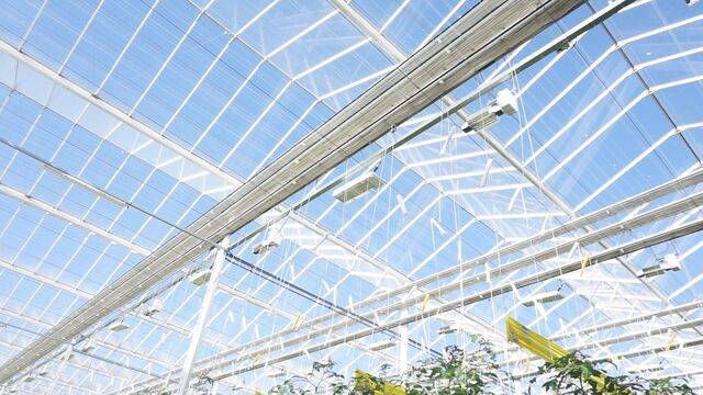 우듬지팜 유리온실 천장엔 LED 보광등이 설치돼 있어 겨울철 또는 흐린 날 부족한 광량을 보충할 수 있다.