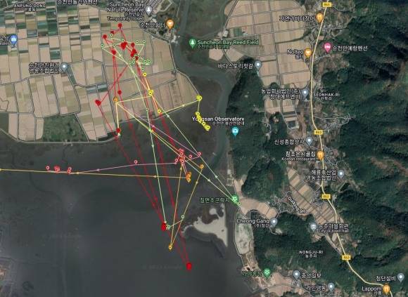 위치추적기로 확인되고 있는 흑두루미의 순천만 주변 이동경로