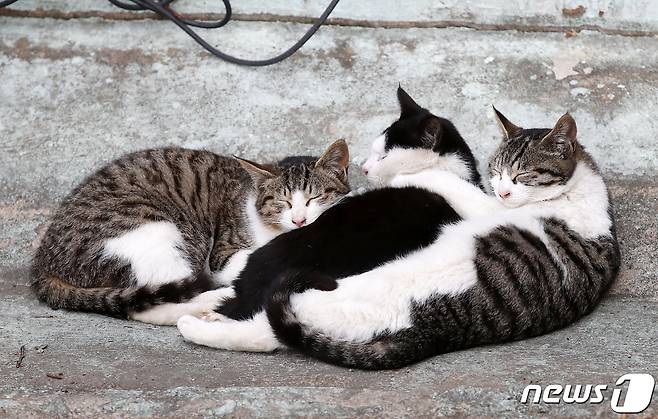 서울 시내 한 공원에서 낮잠을 자고 있는 길고양이들의 모습. 2021.1.25/뉴스1 ⓒ News1 김진환 기자