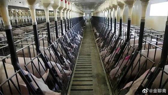 전문가들은 한 공간에 돼지들이 지나치게 밀집하면 전염병에 취약할 수 있다고 경고한다. 사진 웨이보 캡처