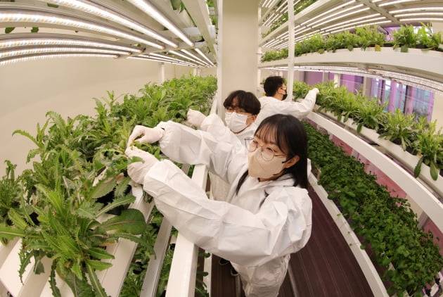 서울 서초동 대동 서울사무소에 설치된 스마트팜. 한경DB