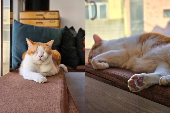 갤럭시S23 울트라 인물사진 모드로 촬영한 사진. 관악산은 아니지만, 자고로 고양이 사진은 한 장만 올리는 게 아니라고 배웠습니다./사진=백유진 기자 byj@