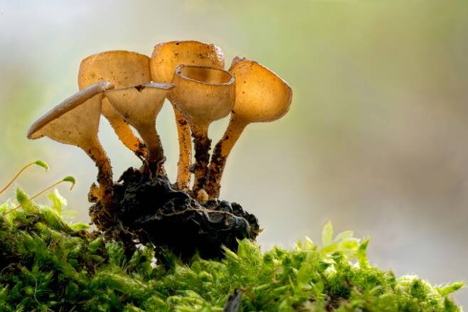 오디양주잔버섯 : 뽕나무의 암꽃을 감염시키는 기생성 버섯. 이 버섯에 감염된 암꽃은 후에 흰색의 단단한 기형 오디를 만들어낸다. 박상영 제공