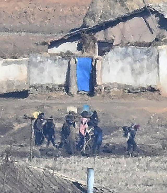 20일 강화평화전망대에서 바라본 북한의 황해북도 개풍군 유정동 마을주민들이 그동안 만들어온 퇴비를 논에 뿌리는 등 일명 '퇴비전투'에 일제히 참여하고 있다.